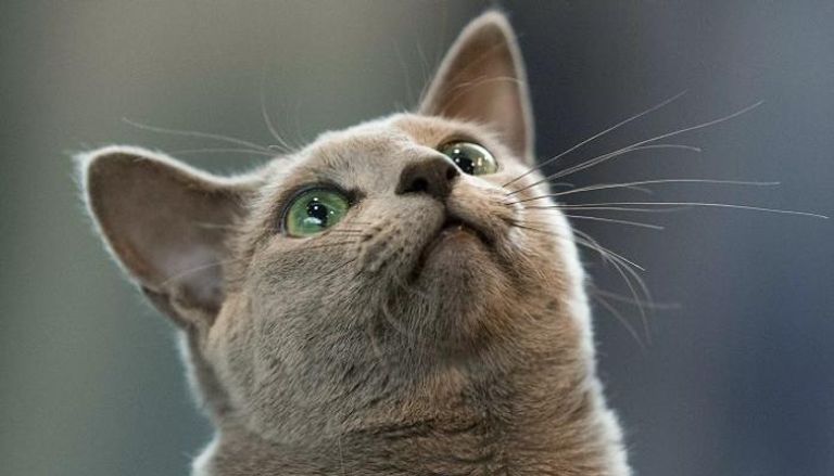 الحظر يشمل عدم تسجيل قطط روسيا في كتاب الاتحاد