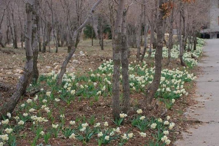 إحدى المشاركات في زراعة زهرة النرجس