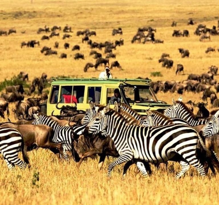 حديقة Serengeti National Park  حديقة Yellowstone National Park