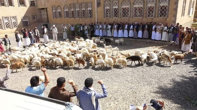 مليشيات الحوثي تشن حملة لنهب الماشية بمحافظة المحويت