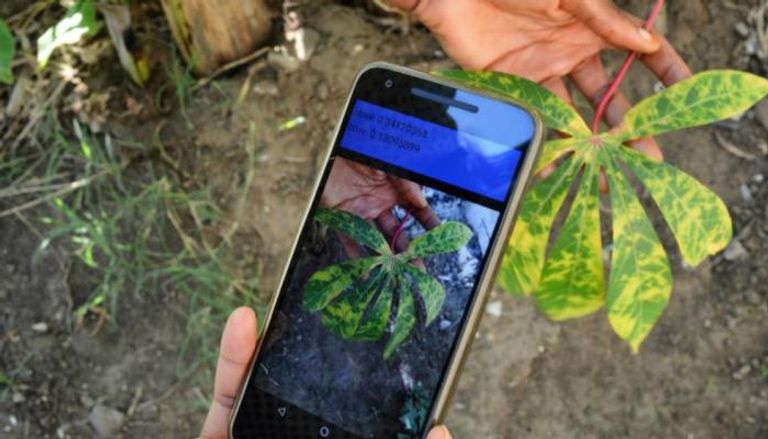 تطبيق الهاتف قادر على كشف أمراض النبات