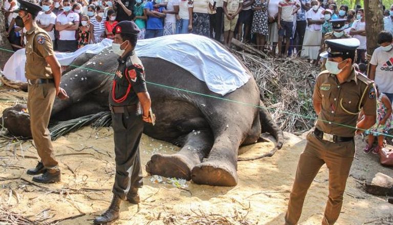 نفوق أقدس فيل في سريلانكا عن 68 عاما