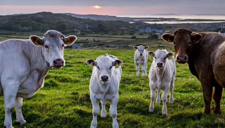 اعتماد الأبقار على المراعي الطبيعية يحسن من جودة الزبد