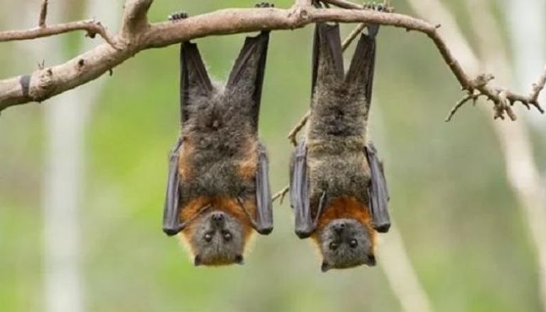 الخفافيش مصدر للكثير من الأمراض