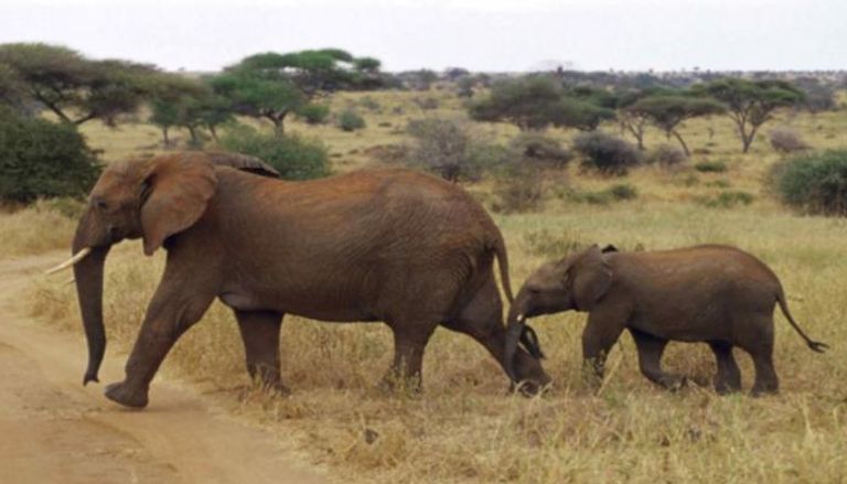 الفيلة تواجه الجفاف والصيد الجائر بإثيوبيا (أرشيفية)