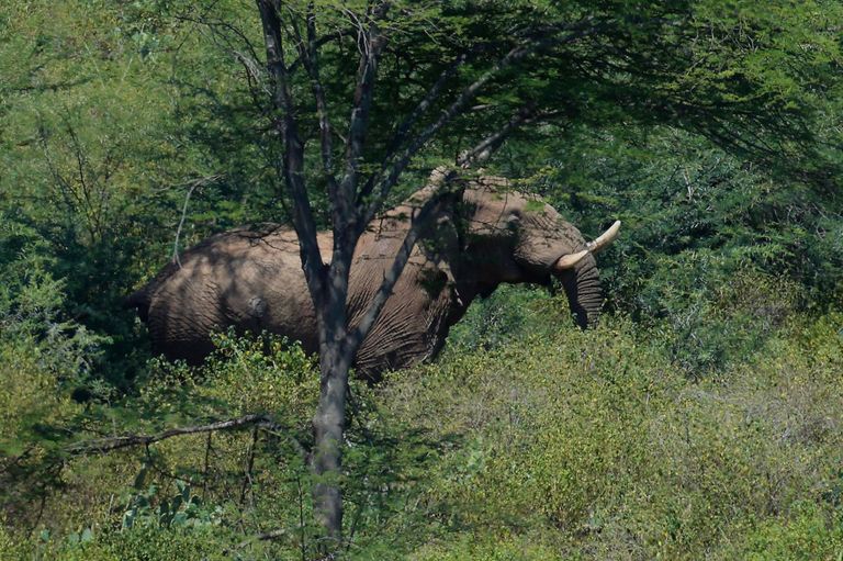 الفيلة تواجه الجفاف والصيد الجائر بإثيوبيا (أرشيفية)