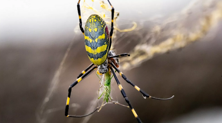 عناكب "جورو" تنتشر في الساحل الشرقي الأمريكي
