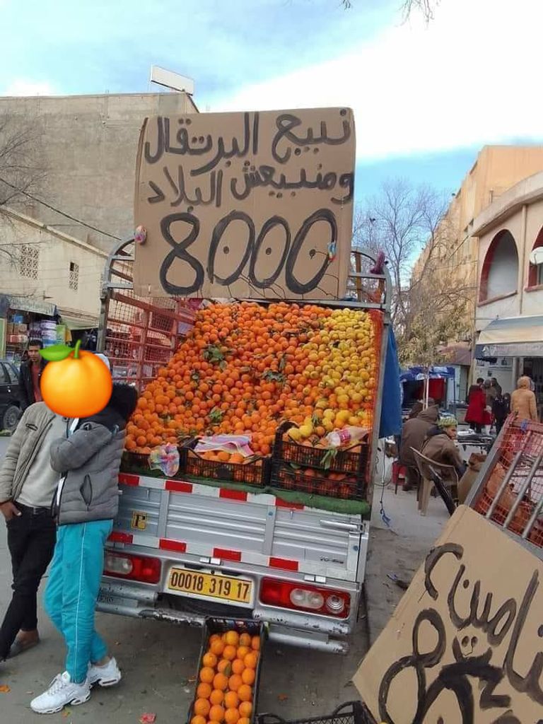 إنتاج وفير من البرتقال في الجزائر - أرشيفية