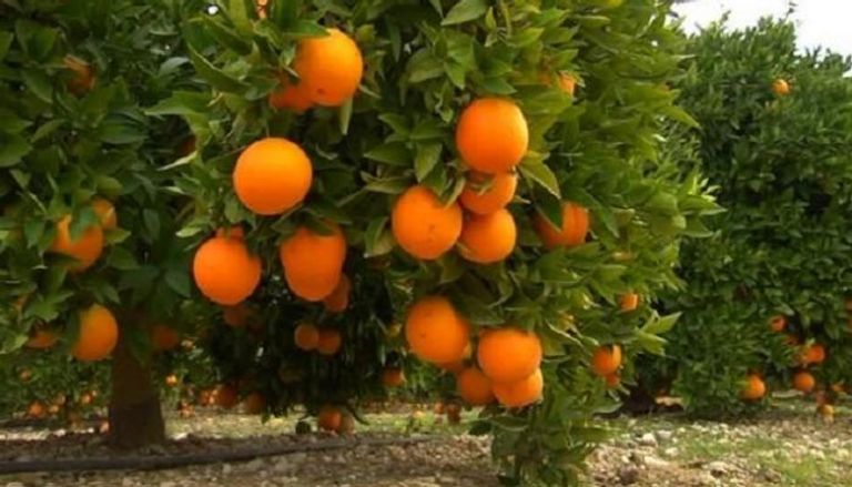 انتاج وفير من البرتقال في الجزائر - أرشيفية