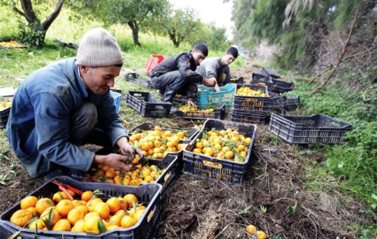 انتاج وفير من البرتقال في الجزائر - أرشيفية إنتاج وفير من البرتقال في الجزائر - أرشيفية