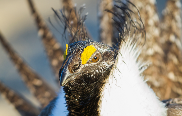 الرصاص يلوث نظام الطيور الغذائي