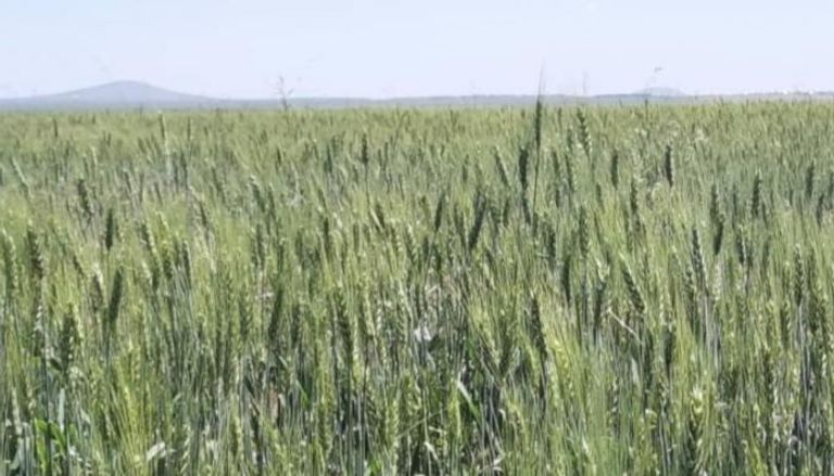 زراعة القمح في إثيوبيا تتجه للتوسع