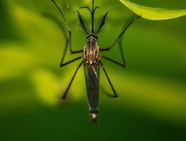 غابات الأمازون