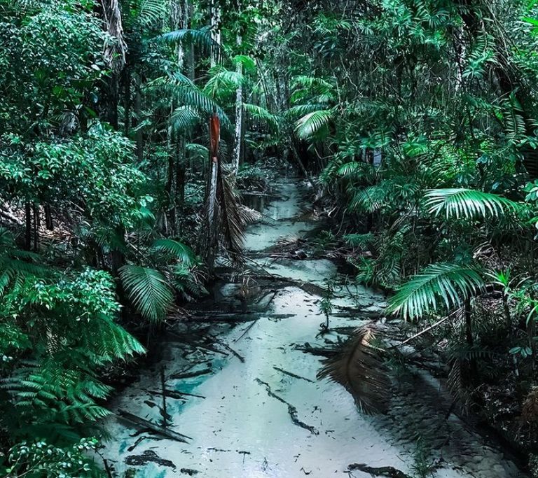 غابات الأمازون