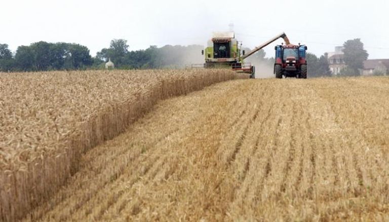 القمح - أرشيفية