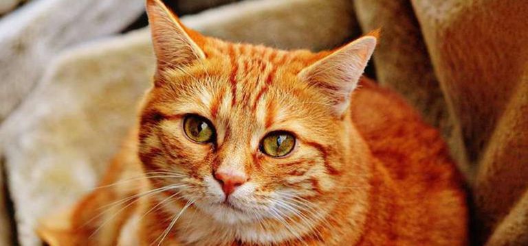 قط بجواره مجموعة من الأحذية - أرشيفية