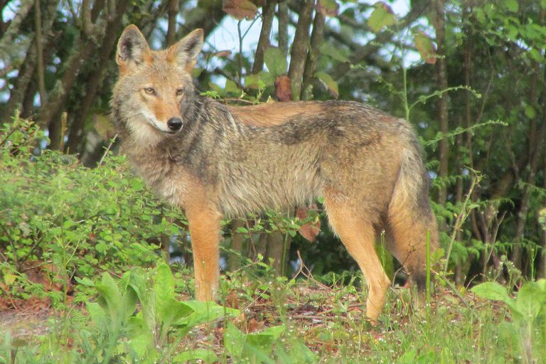 وجود الغطاء الشجري ينقذ الثعالب من الذئاب
