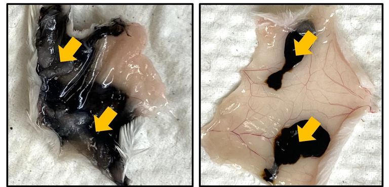 حبر وشم القولون التجاري (على اليسار) والحبر الجديد (على اليمين)