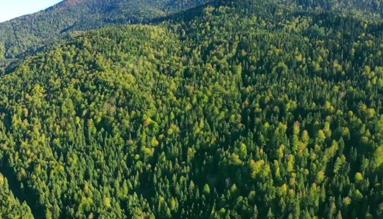ازدياد رقعة الغابات في تركيا خلال 2021