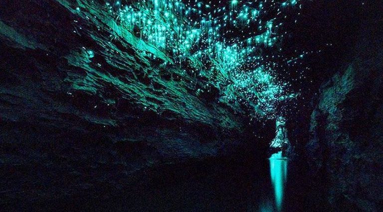 كهف Waitomo Glowworm كهف Waitomo Glowworm
