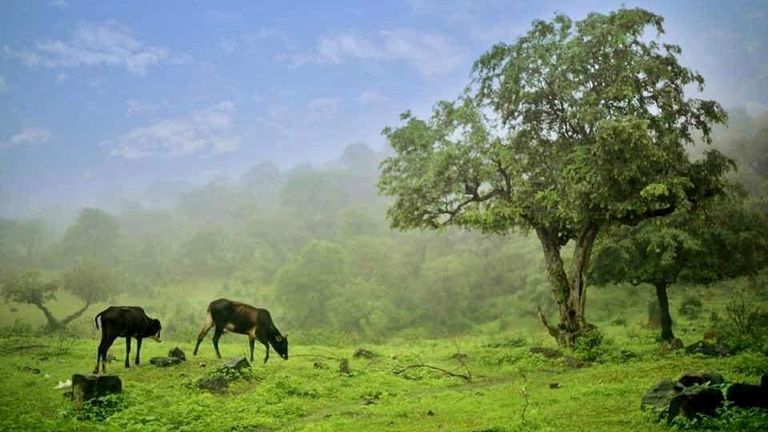 محمية "حوف" باليمن