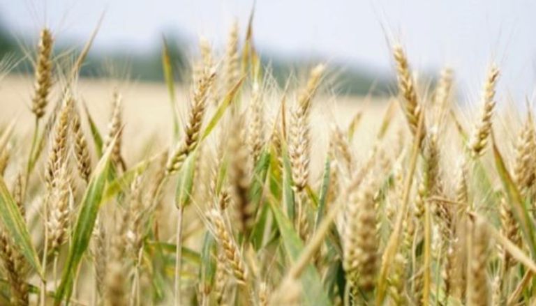 مصر تبحث عن مصادر لتوفير القمح