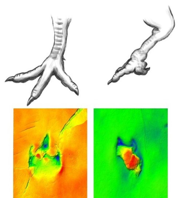 آثار أقدام الديناصورات التي فحصتها الدراسة
