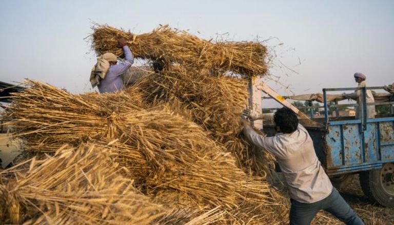 مزارعون للقمح في الهند