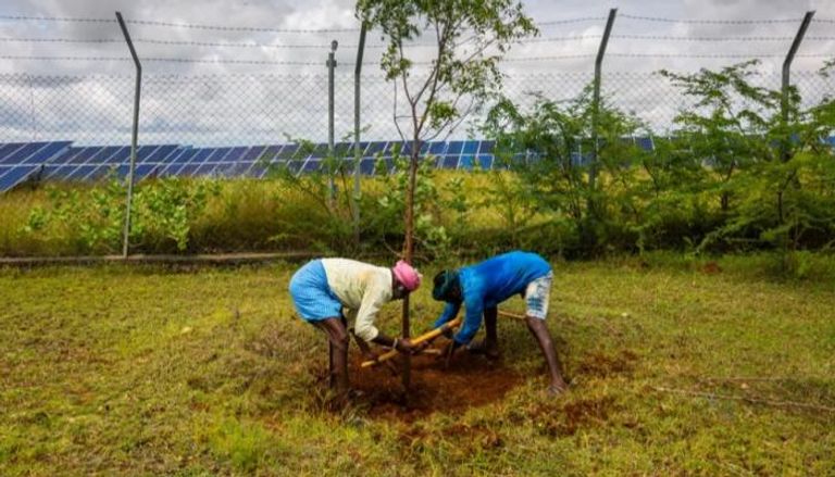 زراعة الأشجار في الهند