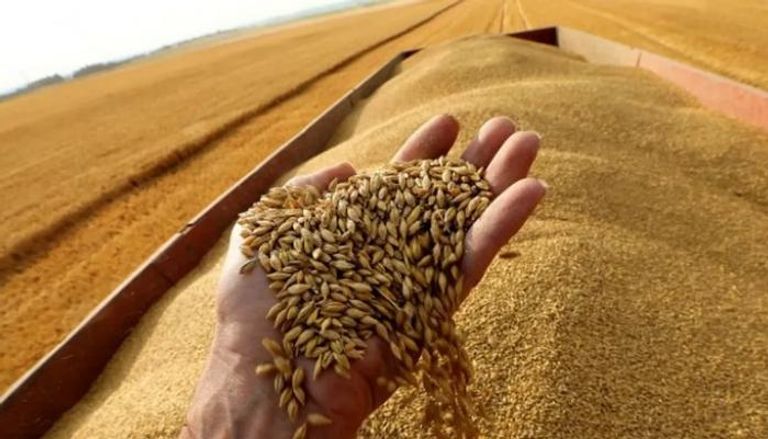 مصر تعلن اعتماد الهند دولة منشأ جديدة لاستيراد القمح