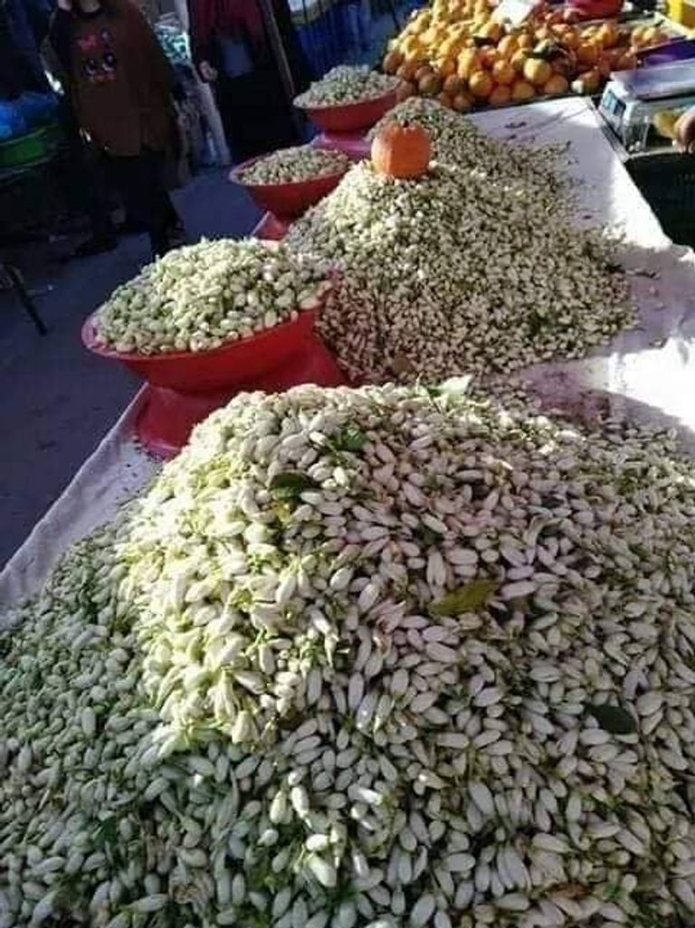 135 175416 flower tunisia nabel orange 2