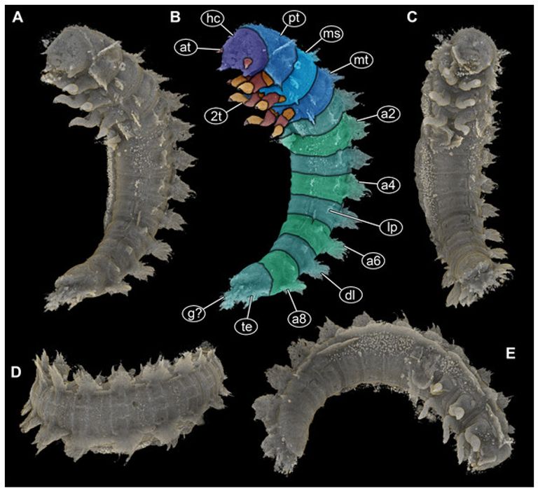 يرقة خنفساء البندقية