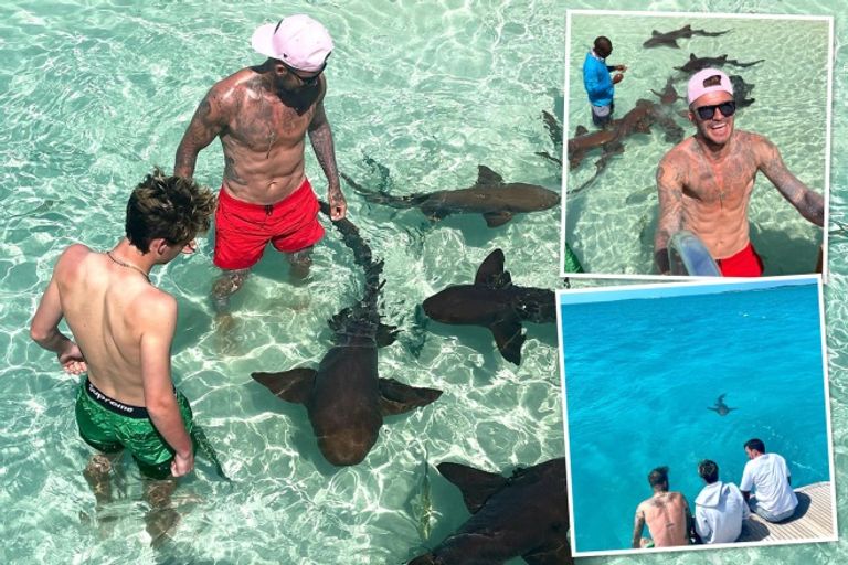 بيكهام مع أسماك القرش ديفيد بيكهام مع أبنائه