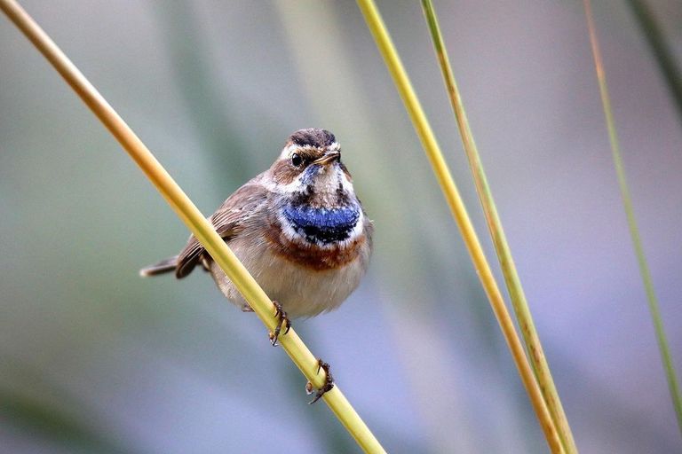 الحياة البرية في عمان  قلعة الجلالي