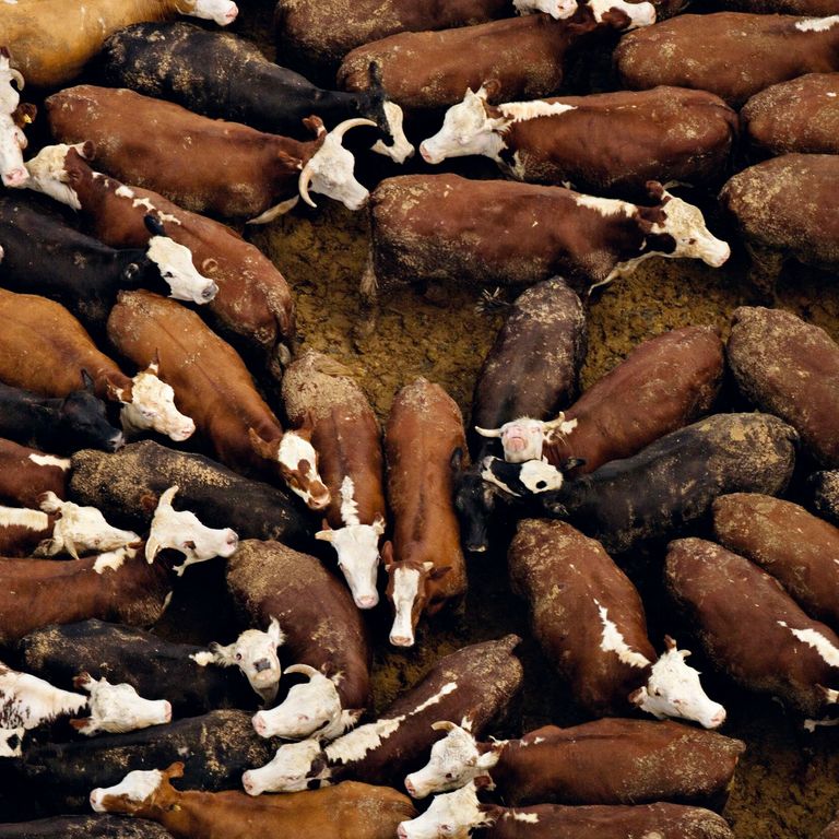 الوجبات السريعة تسبب الإدمان