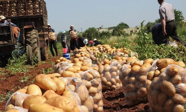 انتاج البطاطس في الجزائر