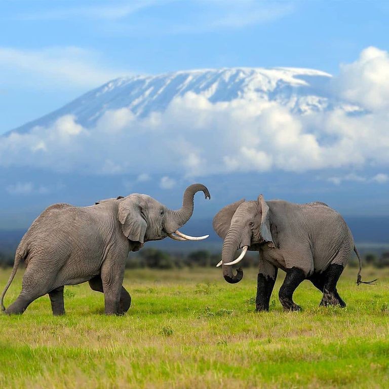 حديقة Selous Game Reserve
