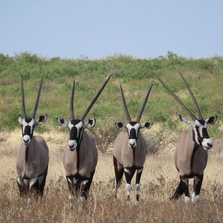 حديقة Central Kalahari Reserve  حديقة Selous Game Reserve