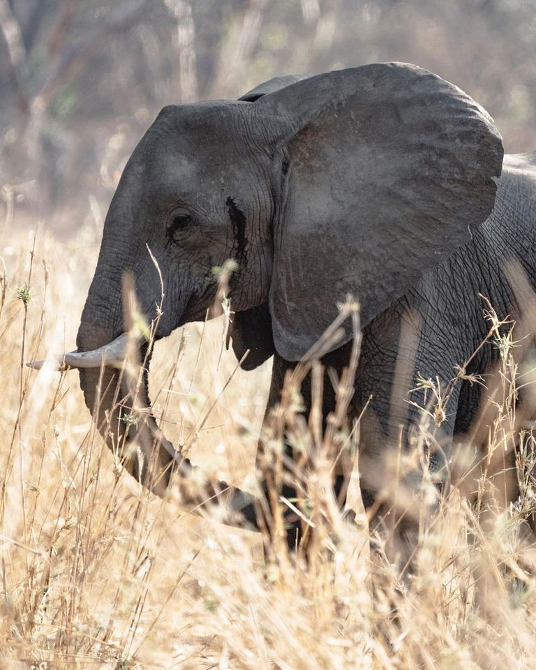 حديقة Niassa Reserve  حديقة Selous Game Reserve