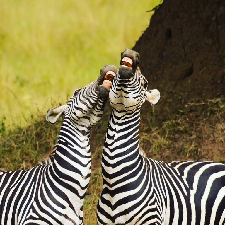 حديقة Kafue National Park حديقة Selous Game Reserve