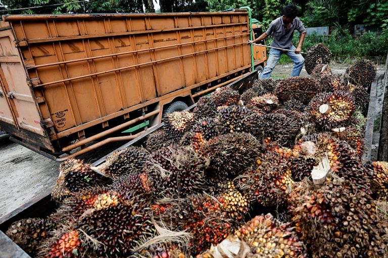 إندونيسيا حظرت تصديره.. ماذا تعرف عن زيت النخيل؟