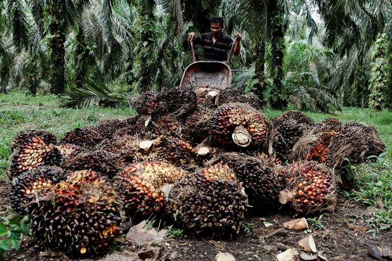 إندونيسيا حظرت تصديره.. ماذا تعرف عن زيت النخيل؟