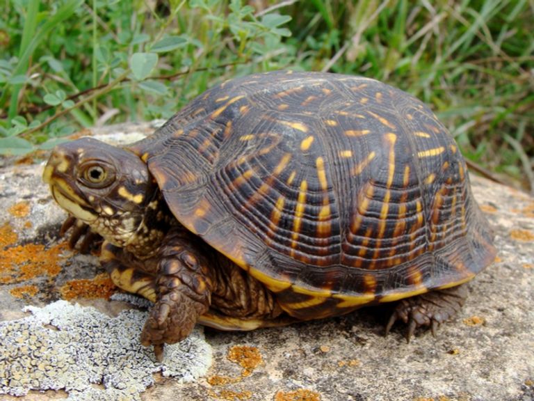 الانقراض يهدد خُمس زواحف العالم