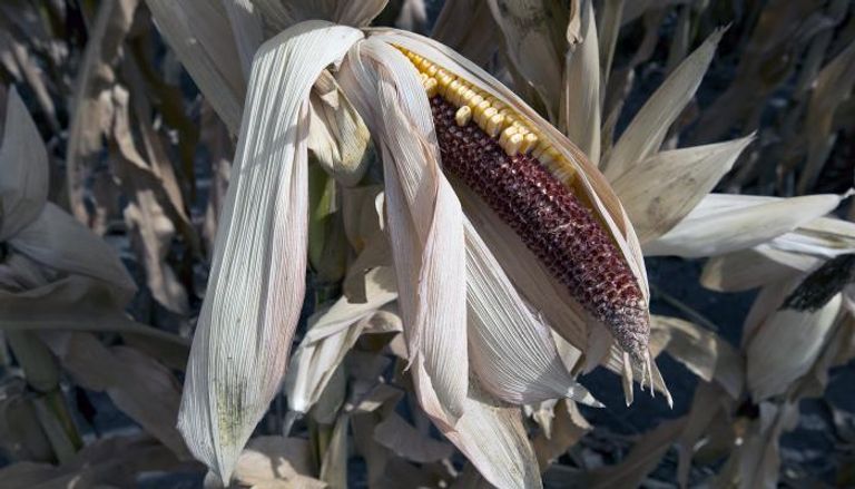تغيرات المناخ تضع محصول الذرة في خطر كبير