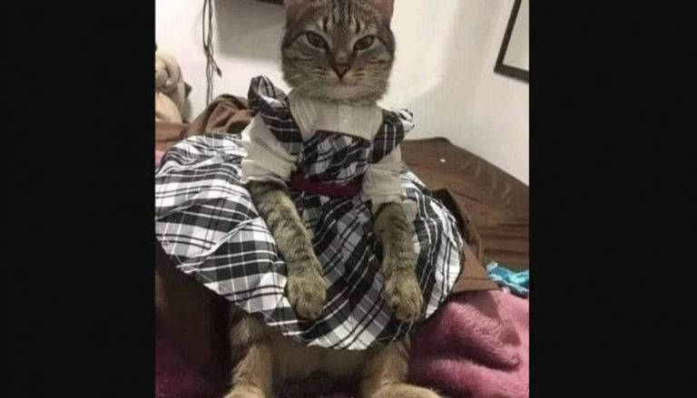 قطة ترتدي ملابس جديدة بمناسبة عيد الفطر 