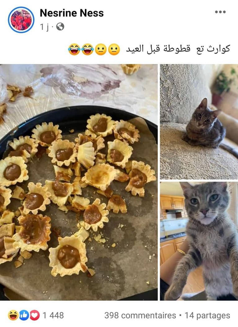 قطة تفسد حلوى العيد في الجزائر قطة ترتدي ملابس جديدة بمناسبة عيد الفطر