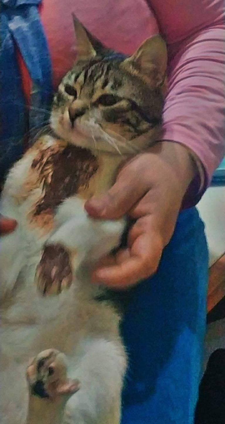 قطة ترتدي ملابس العيد في الجزائر قطة ترتدي ملابس جديدة بمناسبة عيد الفطر