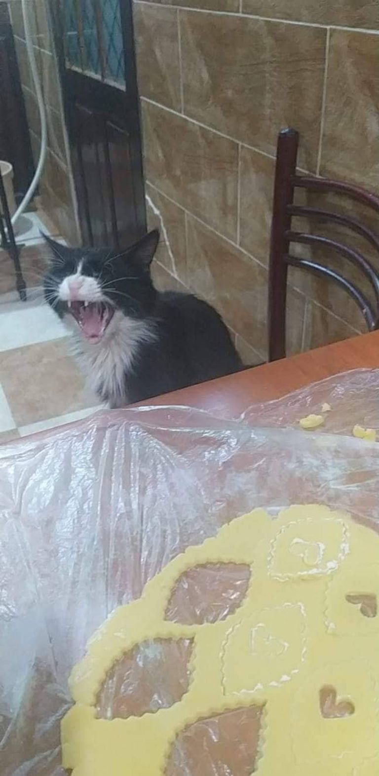 قطة تراقب عمل الحلوى في منزل جزائري قطة ترتدي ملابس جديدة بمناسبة عيد الفطر