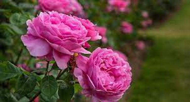 إقبال على متاجر الورد في جازان بمناسبة العيد