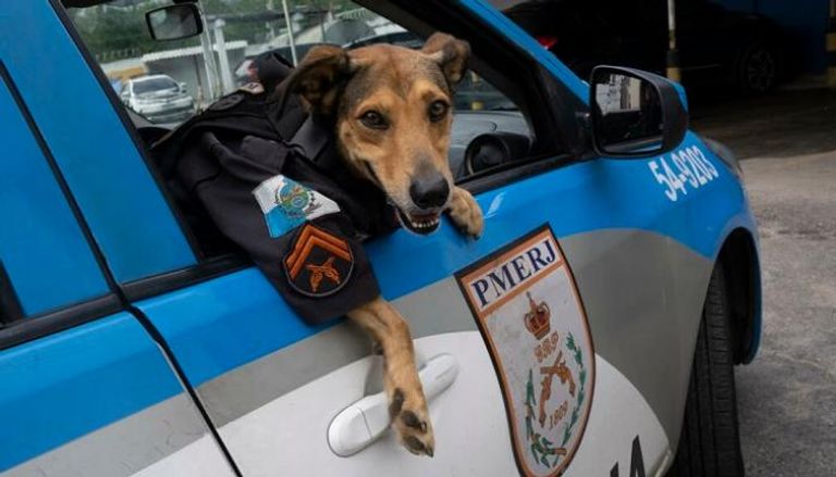 كلب الشرطة منح المتهم مفتاح البراءة- أرشيفية